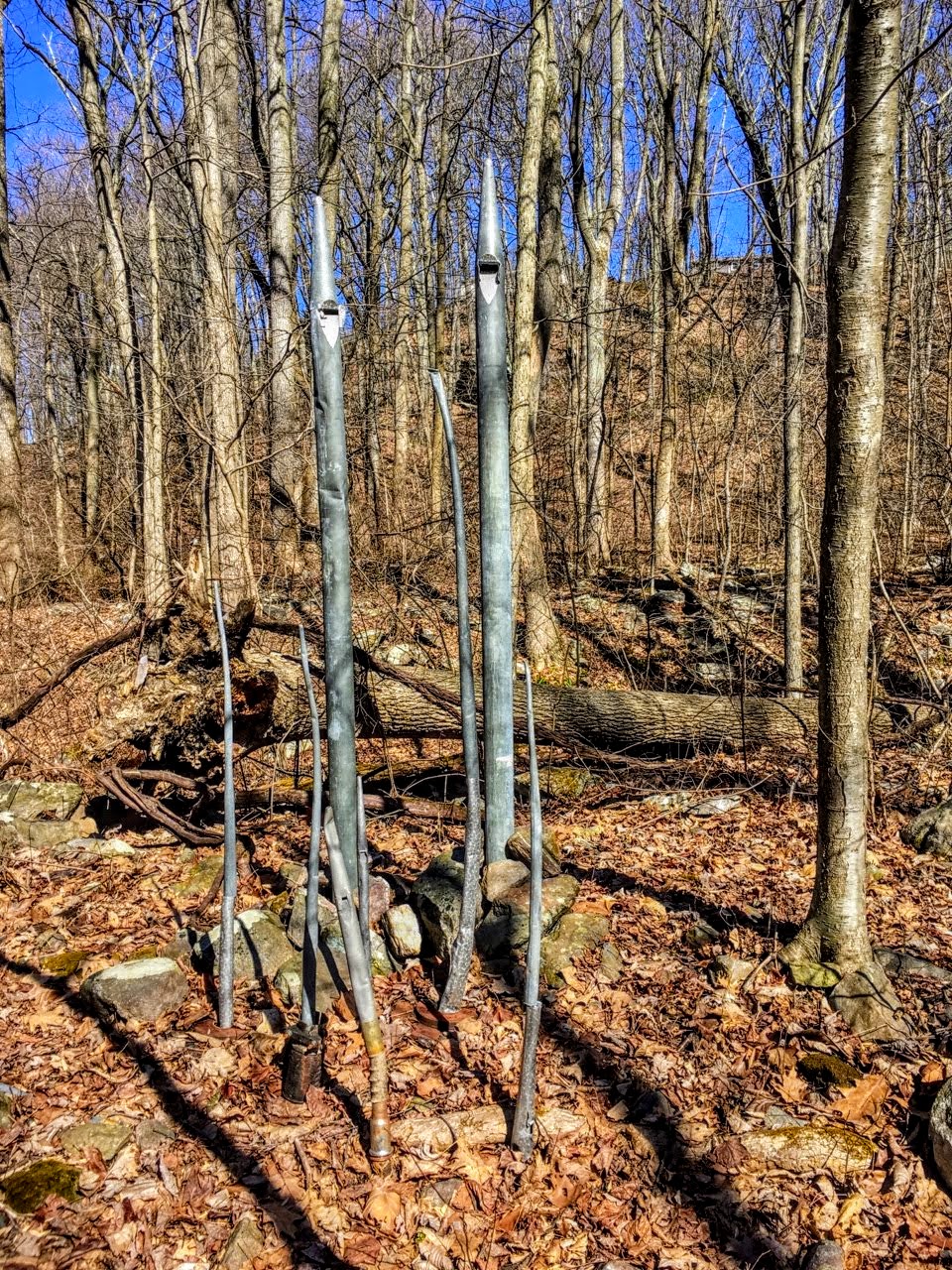 Seven organ pipes, ranging from 2 feet to 6 feet in height, emerge from the leaf litter in a winter forest.